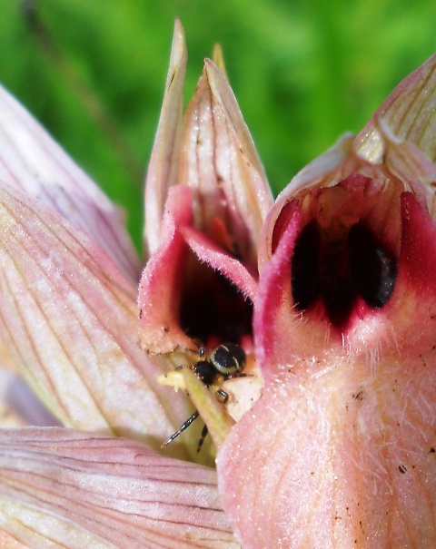 Synema globosum